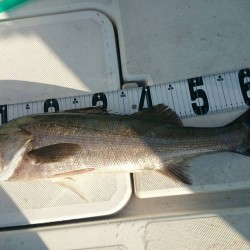 沼島沖ジギング