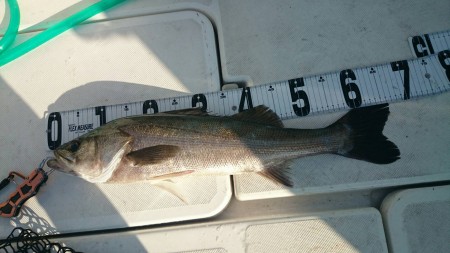 沼島沖ジギング