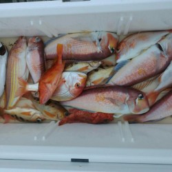 田曽沖～古和浦沖釣果(マイボート釣行)