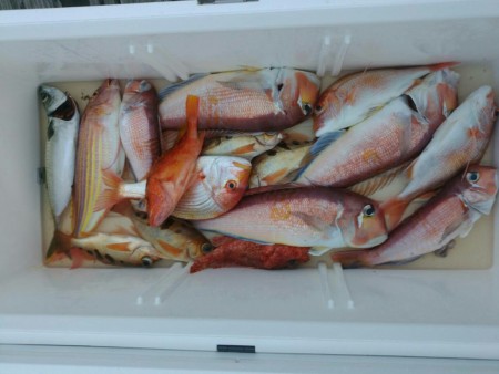 田曽沖～古和浦沖釣果(マイボート釣行)