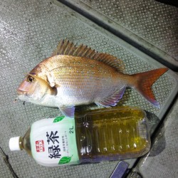 先週に引き続き