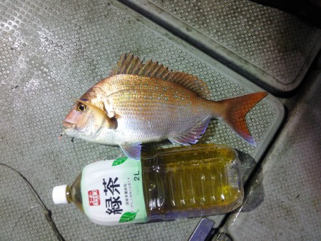 先週に引き続き