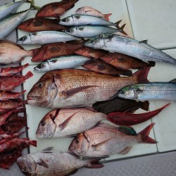 初アコウゲット