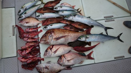 初アコウゲット