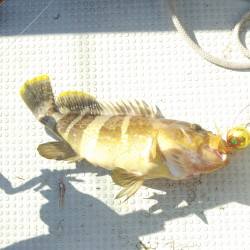 夕方短時間釣行