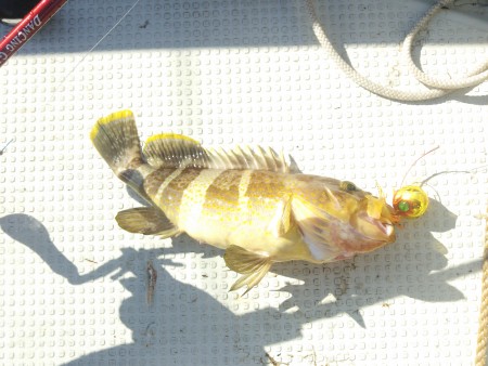 夕方短時間釣行