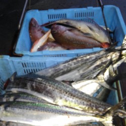 和歌山中紀のジギング