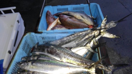 和歌山中紀のジギング