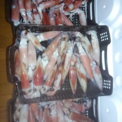 和歌山でイカメタル