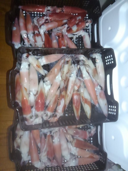 和歌山でイカメタル