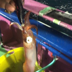 初めてのイカメタルゲーム