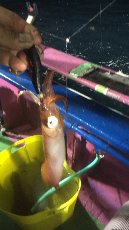 初めてのイカメタルゲーム