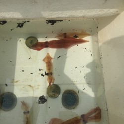 マイボートでデイイカメタルゲーム