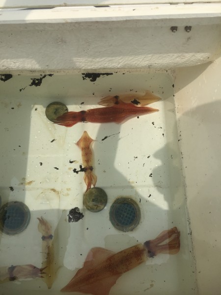 マイボートでデイイカメタルゲーム