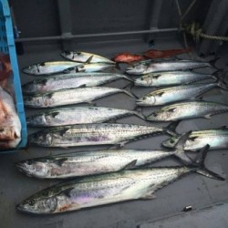 和歌山中紀のジギング