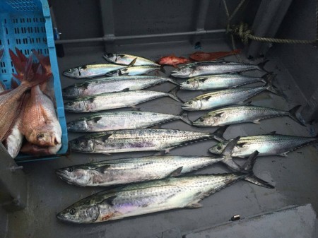 和歌山中紀のジギング