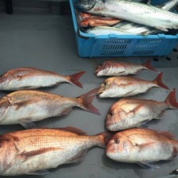 和歌山中紀のジギング