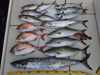 Hit Rush(ヒット ラッシュ） 釣果