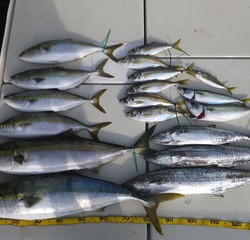 Hit Rush(ヒット ラッシュ） 釣果