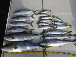 Hit Rush(ヒット ラッシュ） 釣果