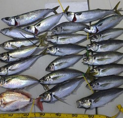 Hit Rush(ヒット ラッシュ） 釣果