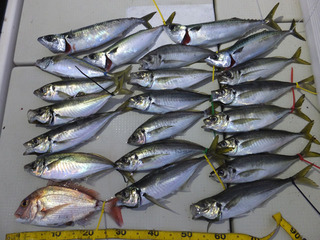 Hit Rush(ヒット ラッシュ） 釣果…