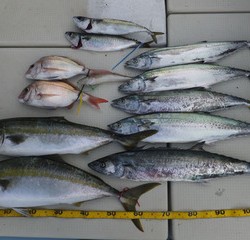 Hit Rush(ヒット ラッシュ） 釣果