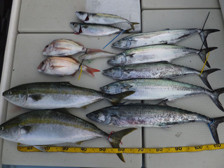 Hit Rush(ヒット ラッシュ） 釣果…