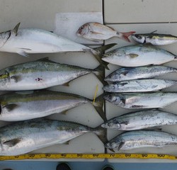 Hit Rush(ヒット ラッシュ） 釣果