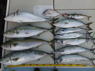 Hit Rush(ヒット ラッシュ） 釣果…