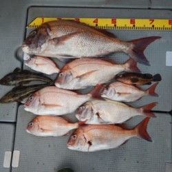 sea boss　シーボス 釣果