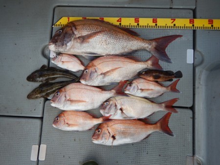 sea boss　シーボス 釣果