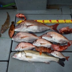 sea boss　シーボス 釣果