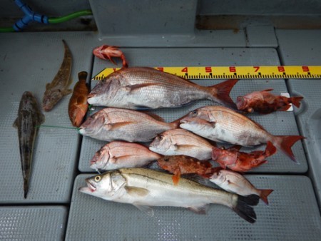 sea boss　シーボス 釣果