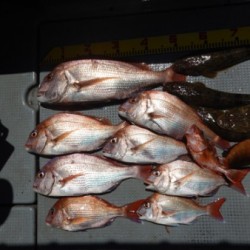 sea boss　シーボス 釣果