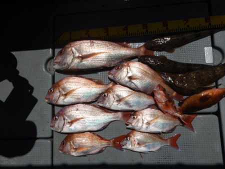 sea boss　シーボス 釣果