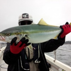 MATSUSHIMA SEANET 釣果