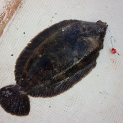 MATSUSHIMA SEANET 釣果