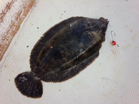 MATSUSHIMA SEANET 釣果