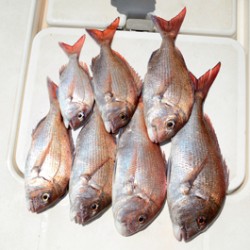 Marine T Design　マリンティーデザイン 釣果