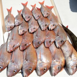 Marine T Design　マリンティーデザイン 釣果