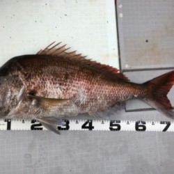 タイラバ釣行！海坊主Ｖ 釣果