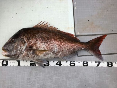 タイラバ釣行！海坊主Ｖ 釣果