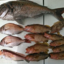 タイラバ釣行！海坊主Ｖ 釣果