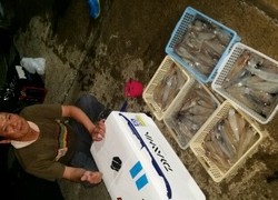 ディープ オーシャン 釣果