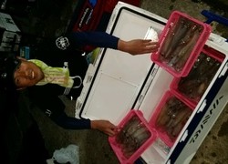 ディープ オーシャン 釣果