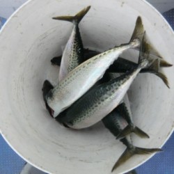 ＢＩＧ－ＯＮＥ 釣果