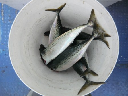 ＢＩＧ－ＯＮＥ 釣果