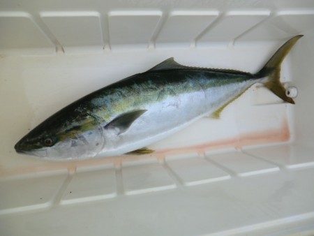 ＢＩＧ－ＯＮＥ 釣果