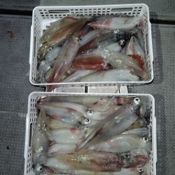 ワープゾーン 釣果